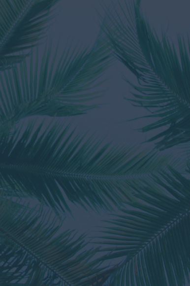 Graphic of palm trees